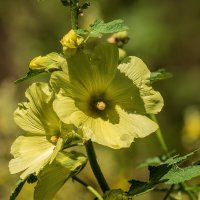 Мальвы :: Игорь Сикорский Мальвы :: Игорь Сикорский