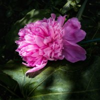 Красота пиона :: Любимова Ольга 