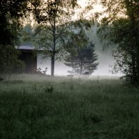 Утро :: Валерий Пославский