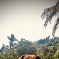 Цейлонский пес :: Вадим 