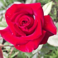 Роза :: Наталья 