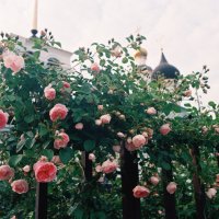 Розовое цветение :: Виталий Потапкин