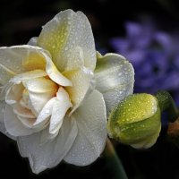 нарцисс :: Михаил Бибичков