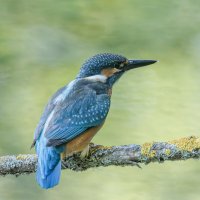 зимородок :: юрий макаров зимородок :: юрий макаров