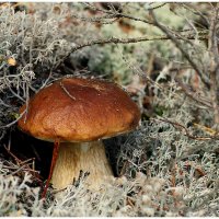 От тихой охоты... :: Aleksandr Gal