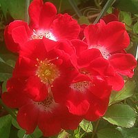 **** :: Елена Семигина