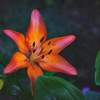 Фотозарисовка :: Владимир Кроливец