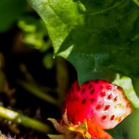 Клубника :: Светлана SvetNika17 Клубника :: Светлана SvetNika17