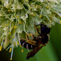 Пчела на цветке лука :: Светлана SvetNika17