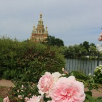 Розы петергофских парков :: Ольга Розы петергофских парков :: Ольга