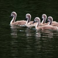 Юные лебеди. :: Владимир Безбородов