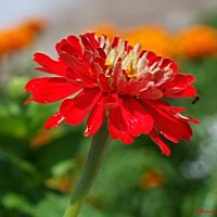 Мотивы конца июля... :: Андрей Заломленков