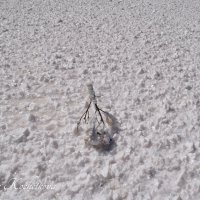 Природа Крыма :: Amazing Cosmea