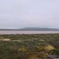 Природа Крыма :: Amazing Cosmea