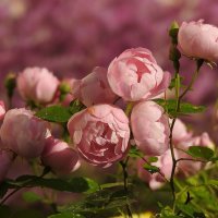 **** :: ИННА ПОРОХОВА