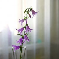 Колокольчик в бокале... :: Юрий Куликов