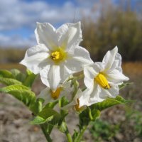 Картошка :: Anna Ivanova Картошка :: Anna Ivanova