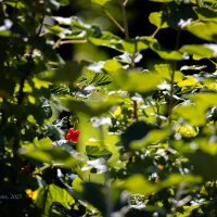 Маленькая ветка смородины в глубине куста :: Александр Синдерёв