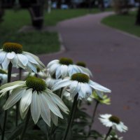 ***** :: юрий поляков ***** :: юрий поляков