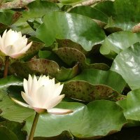 Водяные лилии :: Лидия Бусурина Водяные лилии :: Лидия Бусурина