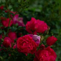 Розы :: Ольга Святенко