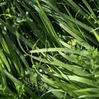 Летнее утро :: Ольга 