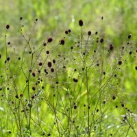 Летние картинки :: Ольга 