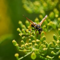 Оса Французская :: Александр Леонов