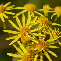 Крестовник Якова :: Александр Леонов