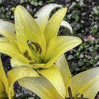 Лилия :: Oleg4618 Шутченко