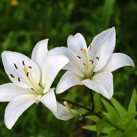 Парочка белоснежных :: Светлана 