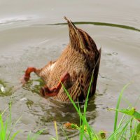 Погружение :: Андрей Снегерёв