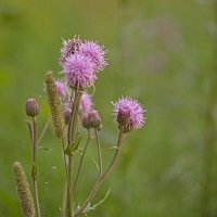 У дороги :: Александр Трухин