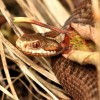 Лесная красавица. :: Владимир 