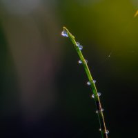 на тоненького :: Виталий Емельянов