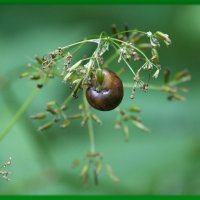 После дождя :: marmorozov Морозова