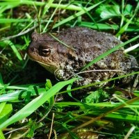 Обыкновенная жаба :: Сергей Ц