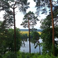 Сосны :: Наталья 