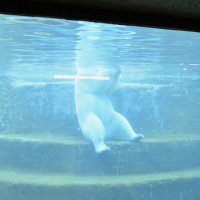 Купание белого медведя. :: Наталья Вязигина