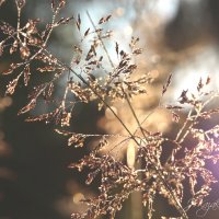 *** :: Елена Kазак (selena1965)