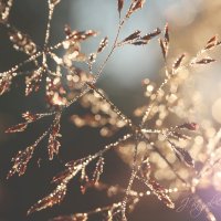 *** :: Елена Kазак (selena1965)