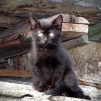 Испугался котенок :: Антонина Гугаева