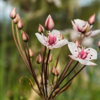 Сусак болотный :: Алексей Булак Сусак болотный :: Алексей Булак