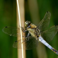 сегодняшние стрекозки 3 :: Александр Прокудин