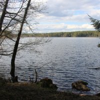 Комарово. Озеро Щучье :: Наталья Герасимова Комарово. Озеро Щучье :: Наталья Герасимова