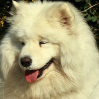 Самая скромная и добродушная... :: Нэля Лысенко