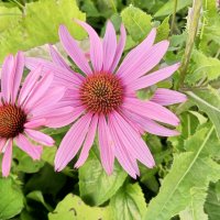 Эхинацея :: Сапсан 