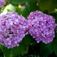 Гортензия :: Татьяна Тюменка