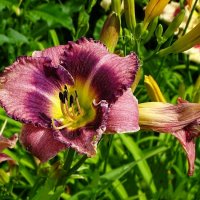 Цветы на городских клумбах. :: Милешкин Владимир Алексеевич 