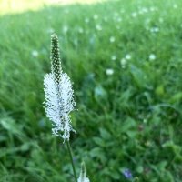 Подорожник :: Veera V